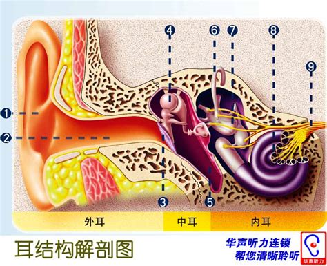 打耳洞会破坏福气吗_打耳洞会破坏面相吗,第3张