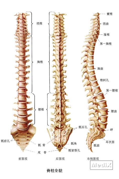 后背有痣代表什么_后背有痣代表什么图解,第3张