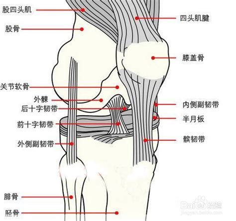 大腿上有胎记代表什么_大腿上有胎记好不好,第10张 大腿上有胎记代表什么_大腿上有胎记好不好,第10张