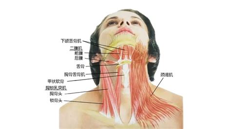 靠山痣有多厉害_分析靠山痣在哪个位置有多厉害,第20张