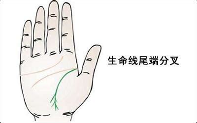 感情线末端分叉像树枝_感情线末端分叉是什么意思,第10张