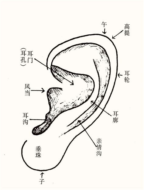 男人耳朵形状与命运图解_耳朵形状与命运图解耳轮突出,第4张