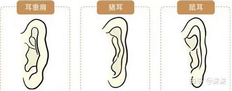 三种有福招财的耳朵是什么样子的_三种有福招财的耳朵,第13张