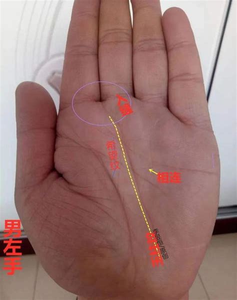 三豹纹有什么说法_什么是三豹纹手相,第12张