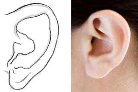 耳朵形状与命运图解_耳朵形状与命运图解大全,第6张