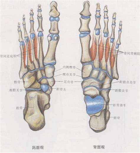 脚趾长短代表什么_脚趾长短看性格命运,第13张