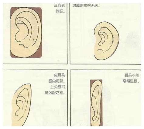 耳朵形状与命运图解猫耳_耳朵形状与命运图解龙耳,第13张