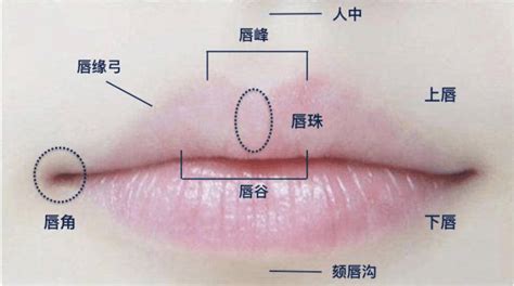 唇珠在面相中代表什么_唇珠明显的女人面相,第8张