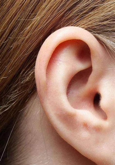 男人耳朵形状与命运图解_耳朵形状与命运图解耳轮突出,第16张