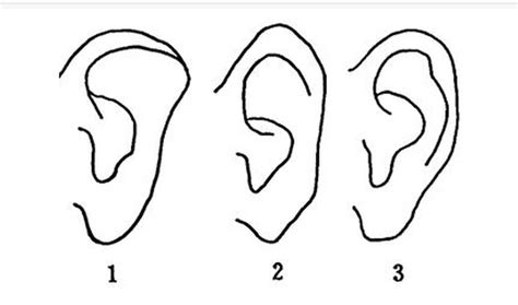 耳朵形状与命运图解猫耳_耳朵形状与命运图解龙耳,第16张