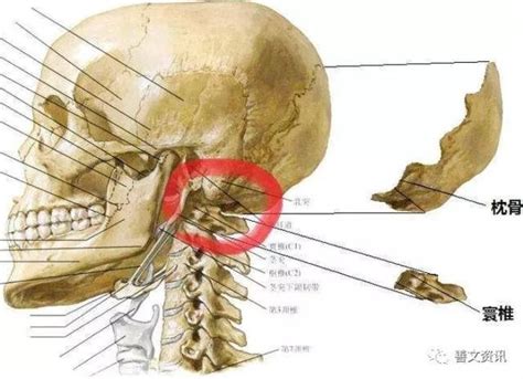 反骨是什么意思_天生反骨是什么意思,第2张