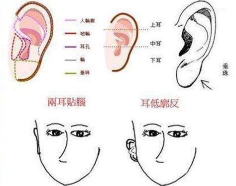 哪几种耳朵富贵_九种最富贵耳朵面相图片,第2张