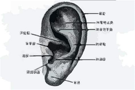 耳朵上各处痣的命运图_男人耳朵上各处痣的命运图,第4张