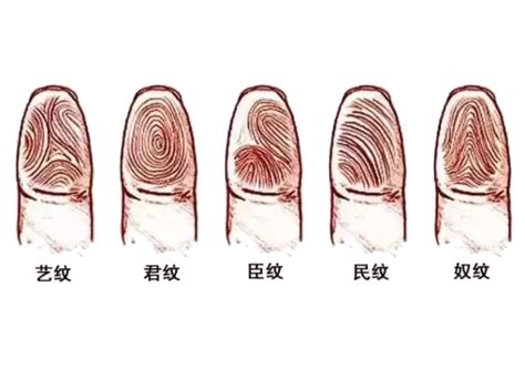 手指螺纹代表什么_手指螺纹一到十意义,第2张