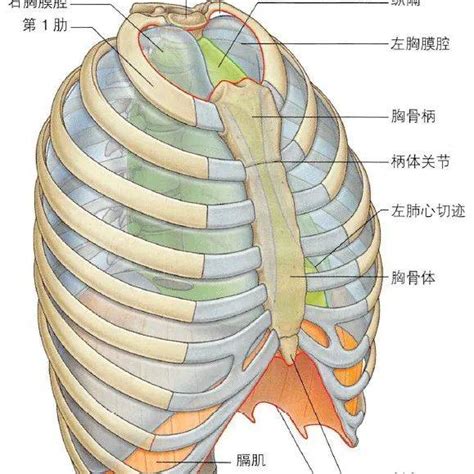 男生的朱砂痣什么意思_男生长了朱砂痣代表什么,第6张