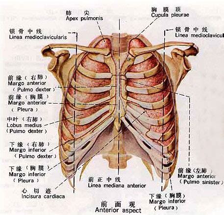 男生的朱砂痣什么意思_男生长了朱砂痣代表什么,第3张