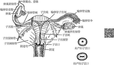 女生下面有颗痣象征着什么_女生下面有颗痣好不好,第4张