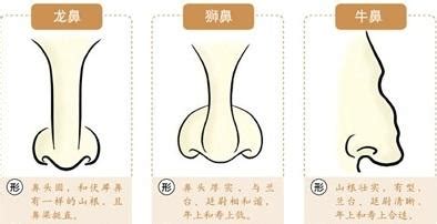 五种富贵鼻是哪五种_鼻子看相:五种富贵鼻,第12张 五种富贵鼻是哪五种_鼻子看相:五种富贵鼻,第12张